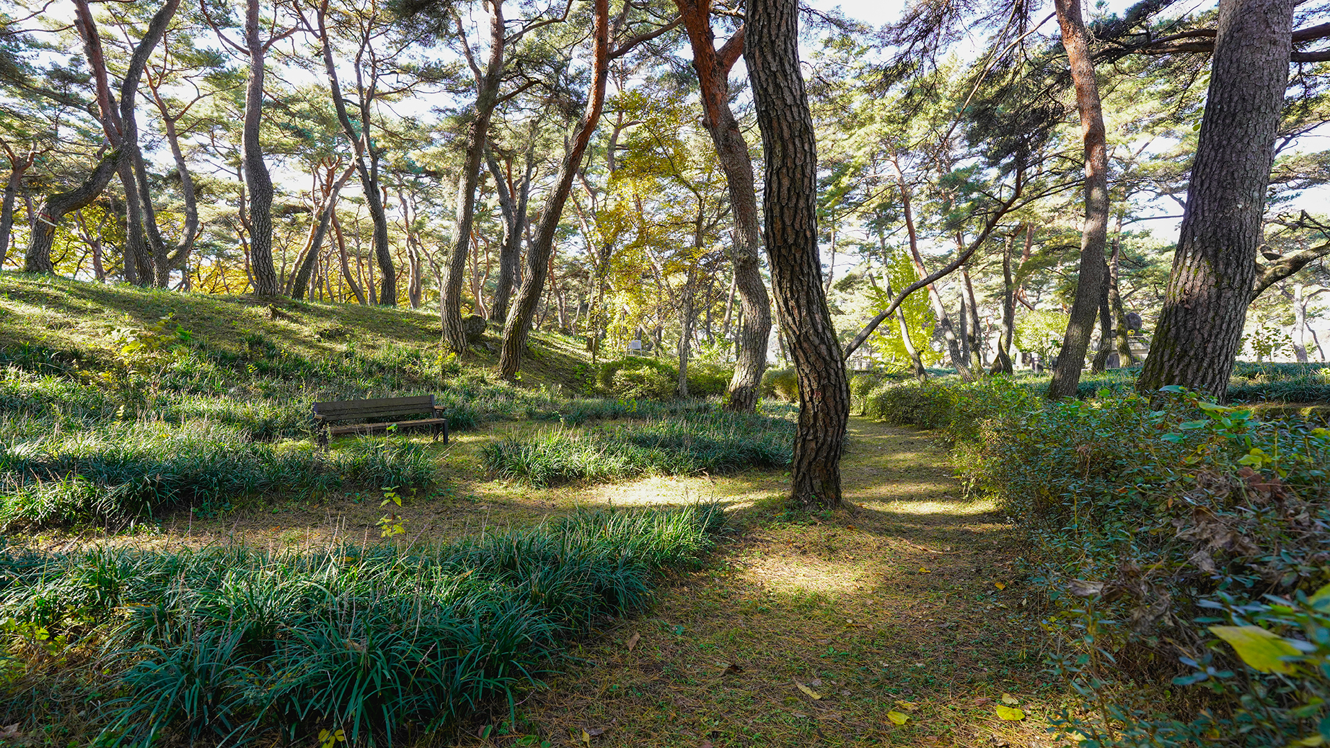 동호숲